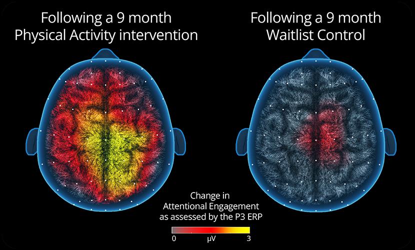 illustration of chronic effects of activity on cognition