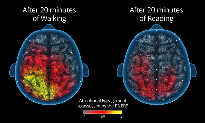 illustration of acute effects of activity on cognition
